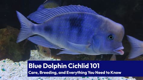 Blue Dolphin Cichlid 101 Care Breeding And Everything You Need To