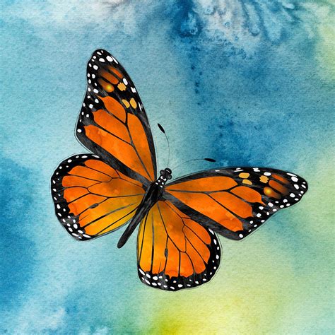 Pin By Charlie Alolkoy On Alolkoy Art Monarch Butterfly Monarch Butterflies Art Butterfly