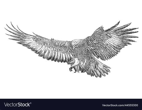 Golden Eagle Landing Hand Draw Sketch Black Line Vector Image