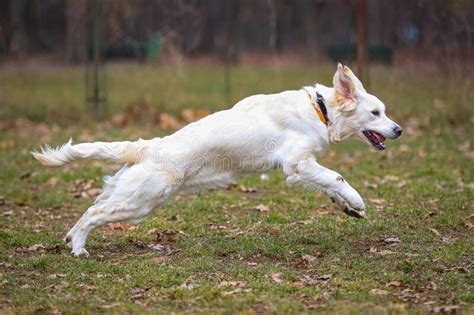 A Beautiful Golden Retriever Dog Is Play In The Grass Stock Image