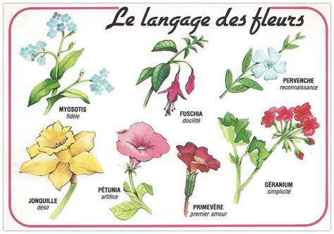 le langage des fleurs 꽃그림