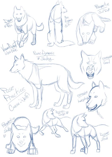 Canine Pose Practice By Nishabird On Deviantart