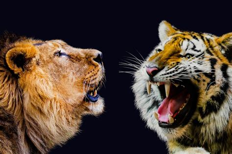 Lion Vs Tiger A Comparison Size Habitat Conservation Etc