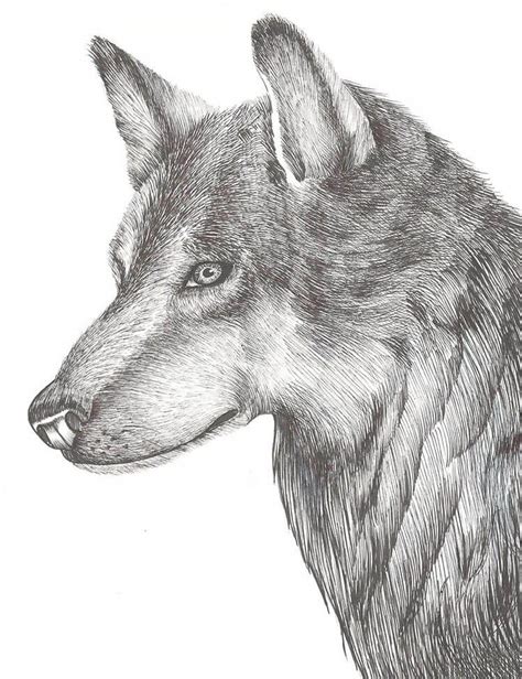 18 How To Draw A Wolf References And Tutorials Beautiful Dawn Designs