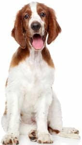 Best Dog Food For Welsh Springer Spaniels | 2019 Top Picks ...