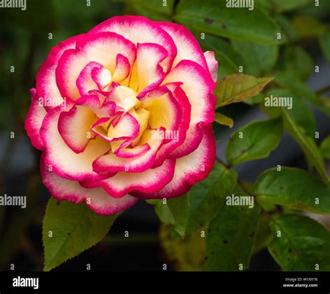 Pink Edged Rose Hi Res Stock Photography And Images Alamy