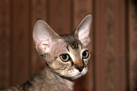 14 Rare Cat Breeds Youve Probably Never Heard Of Artofit