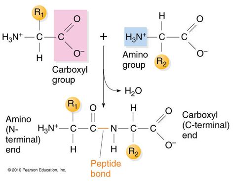 Amino Acid Peptide Bond Protein Brain Mind Article