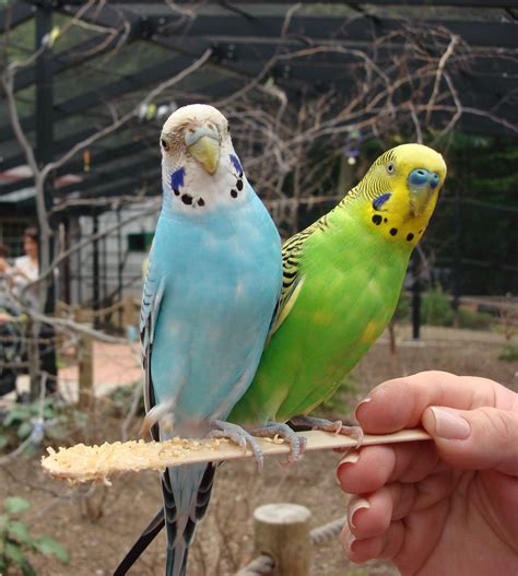 Budgerigar Bird