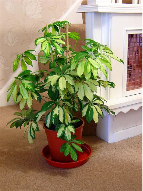 1popular Evergreen Indoor House Plant Pot Office Home Conservatory