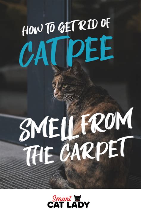 Simply mix one part vinegar and one part water. How to Get Rid Of Cat Pee Smell from Carpet | Cat pee ...