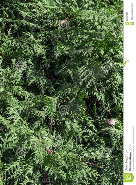 Green Hedge Of Thuja Trees Cypress Juniper Stock Image Image Of