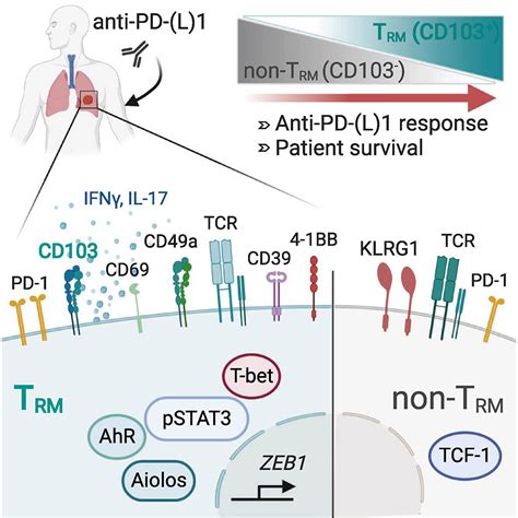 Cd103cd8 Trm Cells Accumulate In Tumors Of Anti Pd 1 Responder Lung