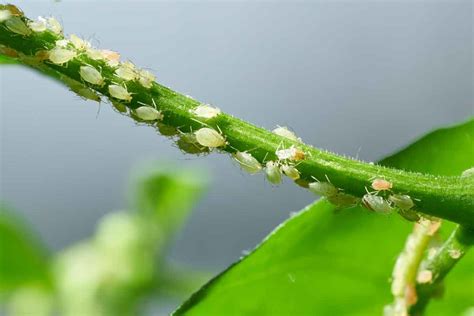 Aphid Identification And Control In Utah