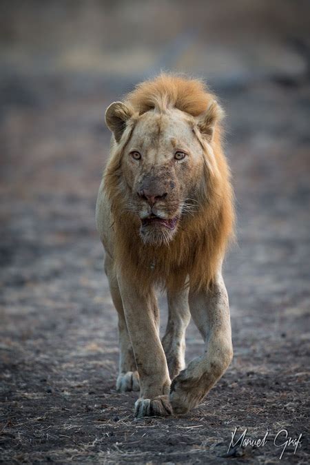 A Rare Sighting Of Ginger The Lion In South Luangwa