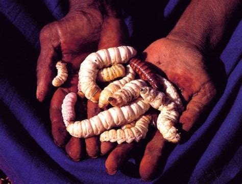 Witchetty Grubs Bush Tucker For Somequite A Delicacy For