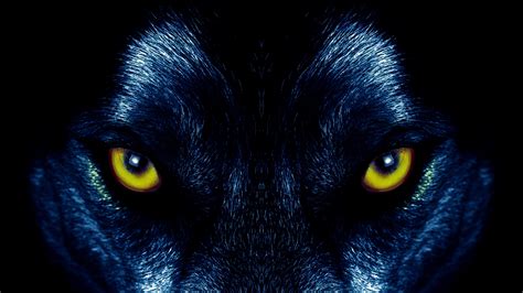Eyes Of A Wolf 4k Ultra Hd Wallpaper Background Image 3840x2160