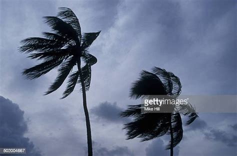 Hurricane Palm Trees Photos And Premium High Res Pictures Getty Images