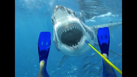 Diver Fights Off Monster Great White Shark Youtube