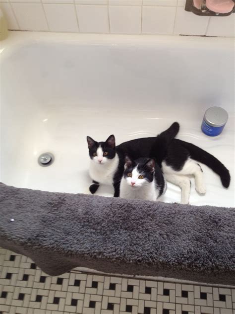 i can t seem to keep mork and mindy out of the tub they are extraordinary for sure mork