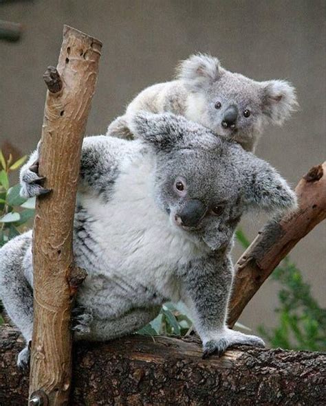 Wonderful Mom And Baby Koalas Cute Animals Koala Koalas