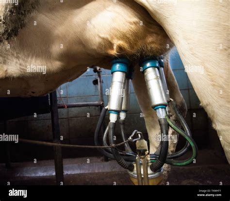 Milk On Automated Production Line Hi Res Stock Photography And Images
