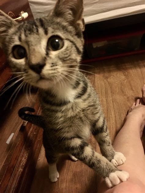 curious kitten eyes cattoeyes