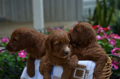 Lucky3110 has uploaded 2847 photos to flickr. Available — Irish Doodles | Irish setter, Puppies for sale ...