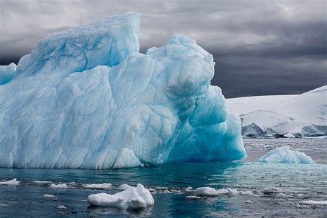 Blue Iceberg Cierva Cove Antarctica By William Neill Susan Spiritus