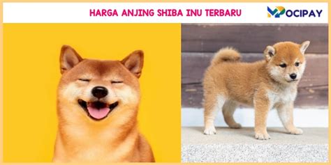Info Harga Anjing Shiba Inu Puppies Dewasa
