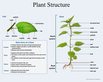 Plant Structure And Function By Tirine Education Tpt