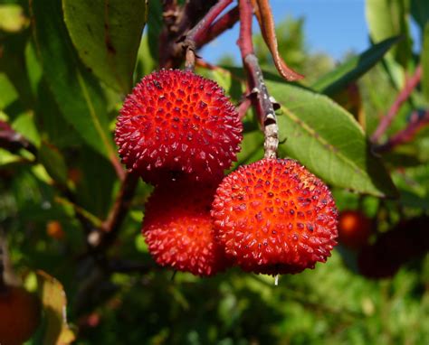 However, while their roots remain and elderberry is native to north america and is gaining in popularity in canada. 25 STRAWBERRY TREE Edible Red Berry Tree Arbutus Unedo ...