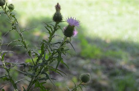 All About Thistles What Grows There Hugh Conlon Horticulturalist