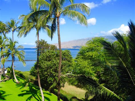 Free stock photo of Maui Hawaii Beach Palm Trees