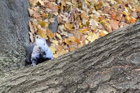 People In Toronto Keep Spotting A Majestic Black And White Squirrel
