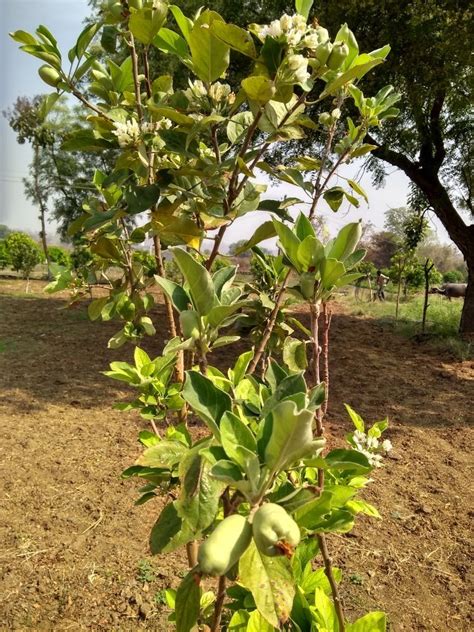 Apple Plants At Rs 700number सेब का पौधा एप्पल प्लांट Vishwa Agrotech Ahmedabad Id