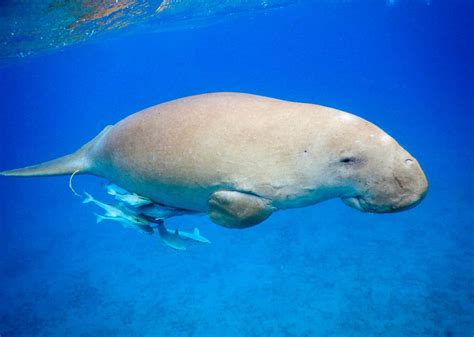 The Planets Most Interesting Marine Mammals 2022 Idiveblue