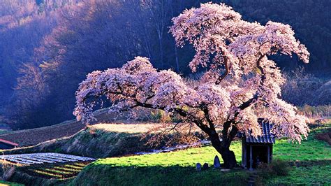 Cherry Blossom Theme For Windows 10 Beautiful Japanese