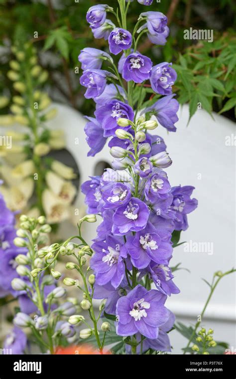 Delphinium ‘aurora Lavender On A Display At A Flower Show Uk Stock