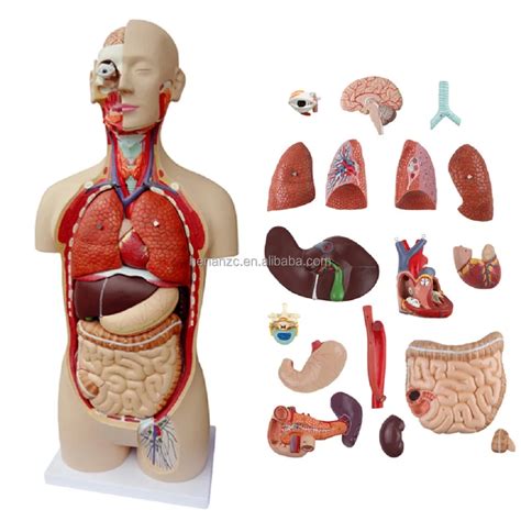 The Dissection Model Of Genital Organs Gradation Parts Buy