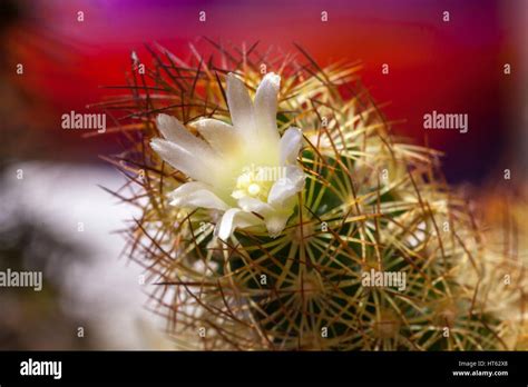 A Macro Shot Of A Mammillaria Elongata Cactus Flower Also Known As