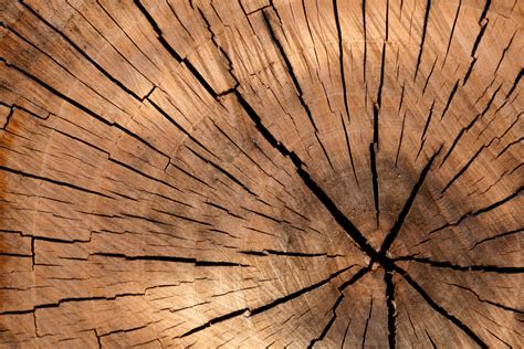 Free Images Branch Wood Sunlight Texture Leaf Flower Floor