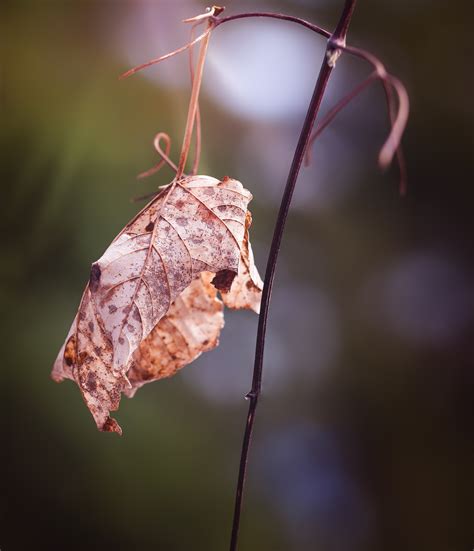 Free Images Nature Branch Leaf Flower Petal Dry Red Insect