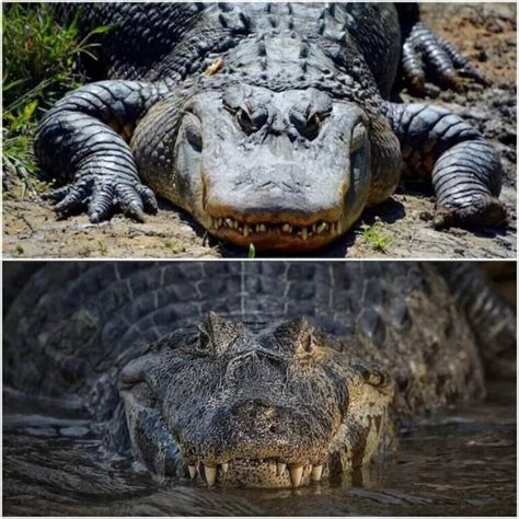 Alligator Vs Crocodile Key Differences And Who Wins In A Fight