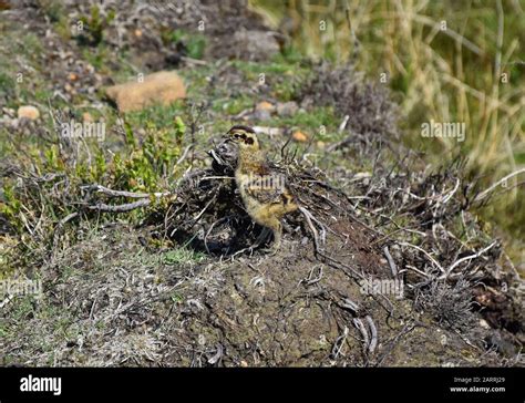 Adorable Red Ruffed Grouse Chick Standing On The Moors Stock Photo Alamy