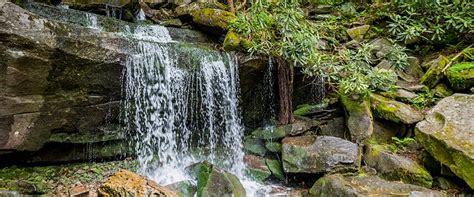 Wild rainbow trout spawn in the spring, but fish culturists have developed fall spawning races of the species, allowing fish hatcheries to raise young fish wild rainbow trout are currently classified as may be at risk in the 2005 general status of alberta wild species report, whereas introduced stocks. Hiking Rainbow Falls Trail | Smoky Mountains TN