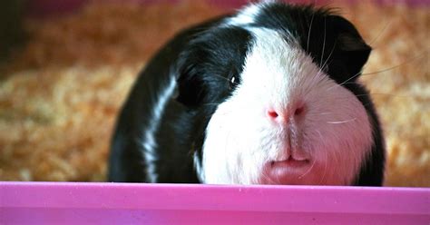 The Guinea Pig Daily George