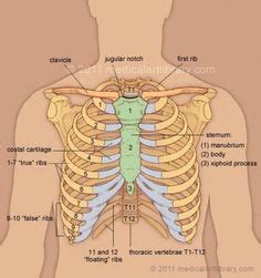Rib cage in thin, lean patients or in patients having a barrel chest. Rib cage True and false ribs | Anatomy - diagrams ...