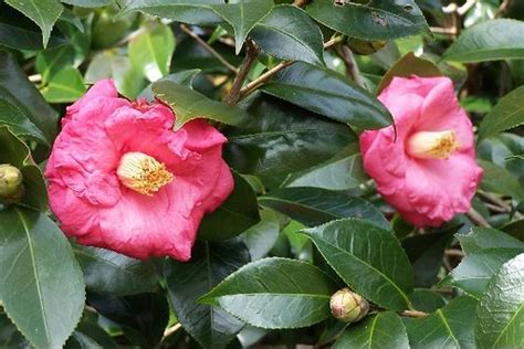 Camellias Alabamas State Flower These Beautiful Camellia Flickr