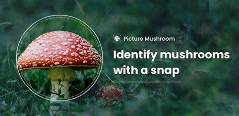 Just like studying all the other aspects of nature, begin learning a handful of the most definitive mushrooms first. Picture Mushroom - Mushroom ID - Apps on Google Play